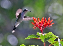 Cynanthus forficatus