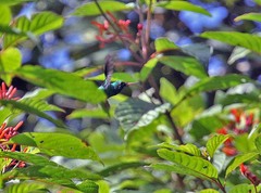 Cynanthus forficatus