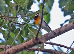 Spindalis zena benedicti