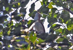 Vireo bairdi