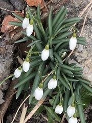 Galanthus nivalis