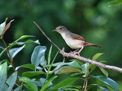 Troglodytes aedon beani