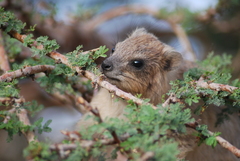 Procavia capensis habessinicus