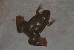 Xenopus