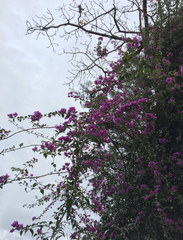 Bougainvillea