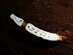 Staheliomyces cinctus