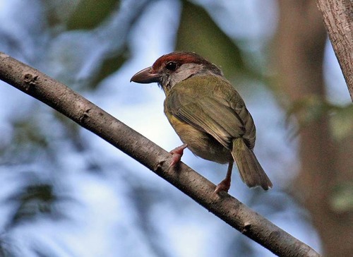 Rufous-browed Peppershrike