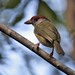 Cozumel Peppershrike - Photo (c) upupamartin, some rights reserved (CC BY-NC-ND), uploaded by upupamartin