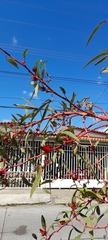 Hibiscus sabdariffa