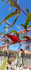 Hibiscus sabdariffa