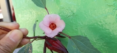 Hibiscus sabdariffa