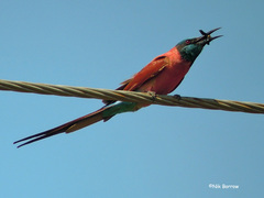 Merops nubicus