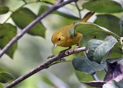 Setophaga petechia rufivertex