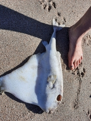 Triodon macropterus