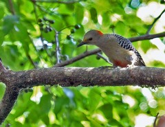 Melanerpes pygmaeus