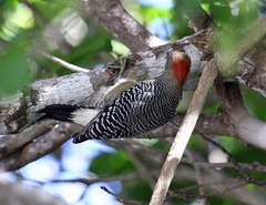 Melanerpes pygmaeus