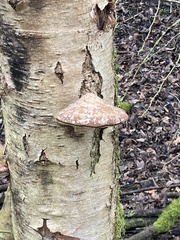 Fomitopsis betulina