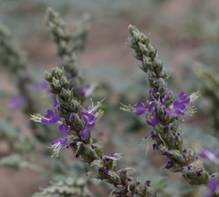 Dalea lanata
