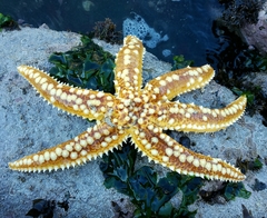 Meyenaster gelatinosus