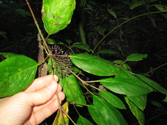 Cornus sericea sericea