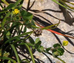 Medicago coronata