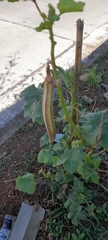 Abelmoschus esculentus