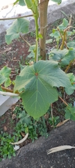 Abelmoschus esculentus