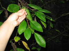 Cornus sericea sericea