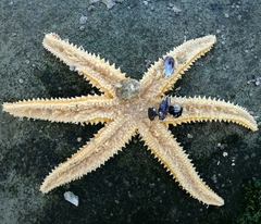 Meyenaster gelatinosus