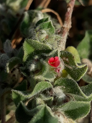 Indigofera cordifolia