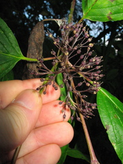 Cornus sericea sericea