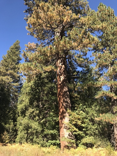 iNaturalist observation photo of Western Ponderosa Pine