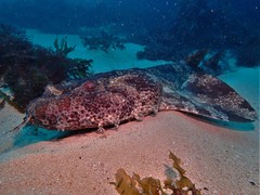 Orectolobus halei
