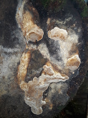 Phellinidium pouzarii