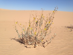 Helianthus niveus tephrodes