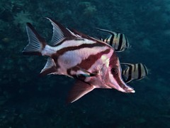Richardson's Boarfish photo 2