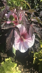 Hibiscus