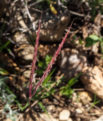 Andropogon distachyos