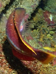 Pseudolabrus biserialis