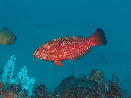 Brownspotted Wrasse