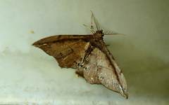 Hyposidra infixaria