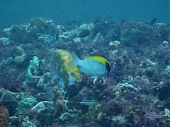 Chromis klunzingeri