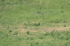 Marmota kastschenkoi