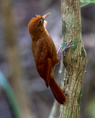 Ruddy Woodcreeper photo 2