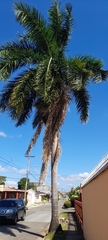 Roystonea regia