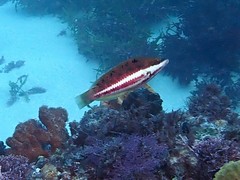 Pseudolabrus biserialis