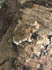 Sclerophrys pusilla