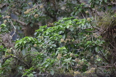 Dendropanax arboreus
