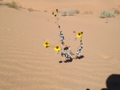 Helianthus niveus tephrodes