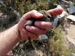 Abrothrix longipilis